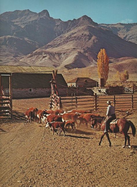 So nice to see people at work with horses and not just playing about Foto Cowgirl, The Cowboy Way, Cowboy Life, Cowboy Pictures, Cowboy Ranch, Real Cowboys, Western Photography, Cowboy Aesthetic, Cattle Ranch