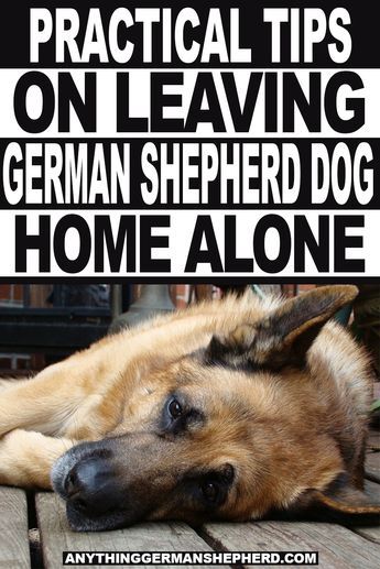 Training German Shepherd Puppies, German Shepard Training, German Dog Commands, German Shepherd Grooming, German Shepherd Care, German Shepherd Photography, German Shepherd Facts, Cuddle Puddle, German Shepherd Puppies Training