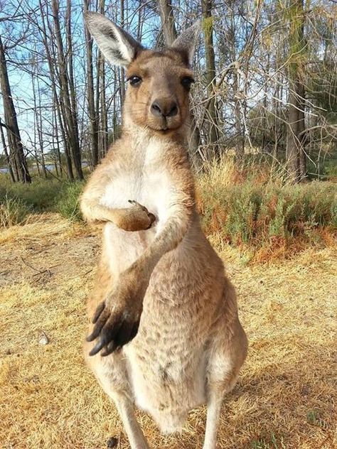 Spotted in #Australia: #Skippy the bush #Kangaroo Unusual Animals, Jigsaw Puzzles Online, The Bush, Kawaii Animals, Animals Wild, Beautiful Nature, Kangaroo, Places To Go, Australia