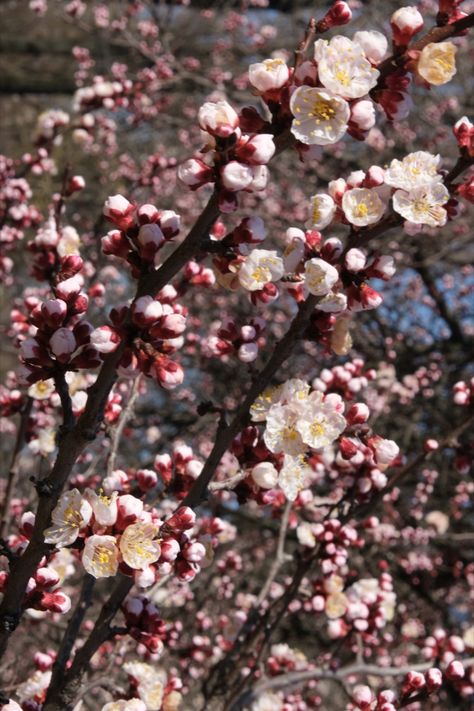 Apricot Flowers, Blossom Background, Apricot Blossom, Peach Flowers, Girly Art Illustrations, Black Eyed, Girly Art, Nature Scenes, Clematis