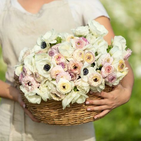 Ranunculus Bulbs, Long Vase, Perennial Bulbs, White Buttercream, Fall Bulbs, Two Flowers, Zinnia Flowers, Flower Bulbs, Attracting Bees