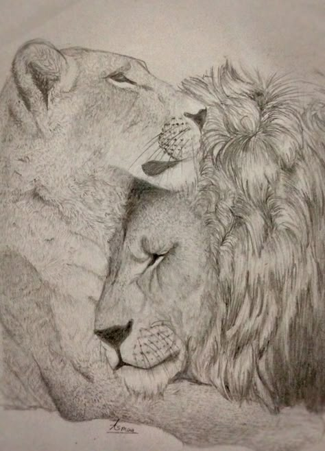 Lioness Sketch Drawings, Lion And Lioness Drawing, Realistic Lion Drawing, Simple Pencil Drawings, Lion And Lioness Tattoo, Lioness Tattoo Design, Lion Sketch, Abstract Art Projects, Lioness Tattoo