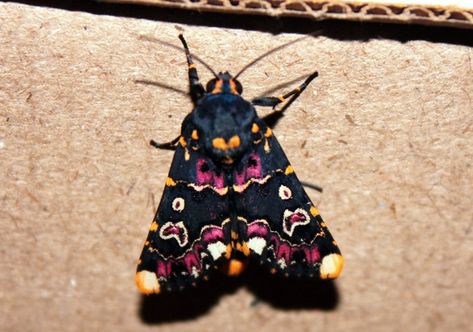 Lily Moth, Pretty Moths, Colorful Moths, Cute Moth, Cool Insects, Cool Bugs, Keramik Design, Beautiful Bugs, Creepy Crawlies