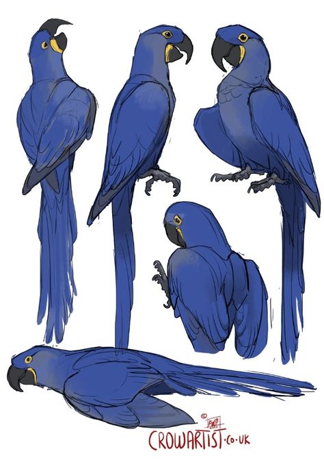 Parrot Drawing, Creature Drawings, Creature Concept Art, Animal Sketches, Bird Drawings, 영감을 주는 캐릭터, Cute Birds, Cute Animal Drawings, Art Tutorials Drawing