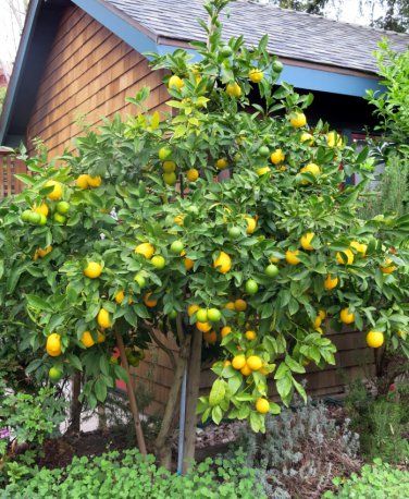 Special! Meyer Lemon Citrus x Meyeri Large Fruit - 10 Seeds Lemon Meyer Tree, Spring Planting Guide, Tree Garden Design, Lemon Plant, Growing Mushrooms At Home, Meyer Lemon Tree, How To Grow Lemon, Garden Wallpaper, Garden Aesthetic