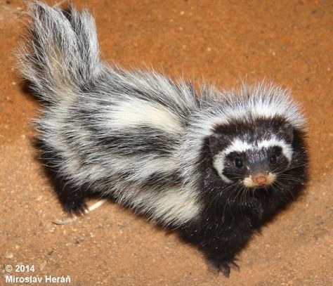 Striped polecat.. So fluffy.. Striped Polecat, 3 Ferrets, Cutest Animals On Earth, Baby Skunks, Cute Ferrets, Western Sahara, Warrior Cats Art, Extinct Animals, Unusual Animals