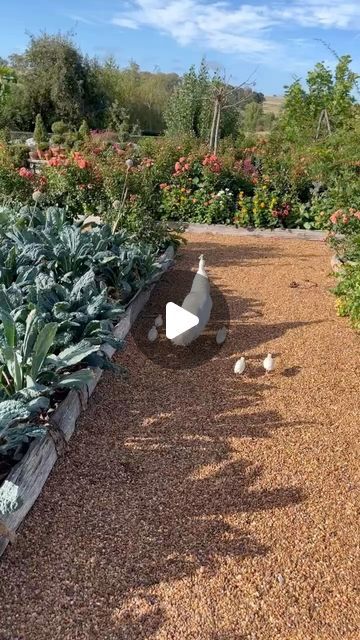 762K views · 176K likes | R O S E D A L E  F A R M on Instagram: "We are proud to announce the Pedretta (our female peacock) is the proud mother of 5 healthy babies that are all doing well. The only problem is we don’t know which Pedro (male peacock) is the father. All of them seem to be giving her space." Female Peacock, Baby Peacock, Male Peacock, Healthy Babies, The Father, Mother And Baby, Sweet Animals, Beautiful Things, Biology