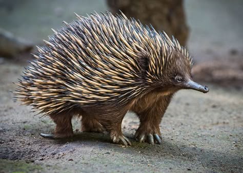 Short-beaked echidna Jasper Tattoo, New Zealand Animals, Spiny Anteater, Animal Colouring, Wildlife Of India, Los Angeles Zoo, Goddess Of Fertility, Australian Fauna, Biodiversity Conservation