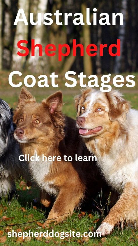 For an Australian shepherd dog, the coat comes in three basic types: Standard, Miniature, and Toy. These different types have different coat lengths and sheds at different times of the year, which can be confusing to new owners who are trying to care for their pet’s coats properly.#australinshepherd #dogcoat #australianshepherdcoat #australianshepherddog Australian Shepherd Haircut Styles, Australian Shepherd Grooming, Australian Puppies, Australian Shepherd Colors, Super Dry Skin, Puppy Stages, Cute Corgi Puppy, Aussie Shepherd, Australian Shepherd Puppy