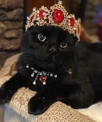 20 Royal Debutante Felines, Freshly Crowned for Their Kitty Coronation - I Can Has Cheezburger? Cat Crown, French Crown Jewels, Cats With Crowns, Royal Cat Portrait, Royal Cat Painting, Cat Portrait Painting Royal, English History, British Monarchy, King Charles