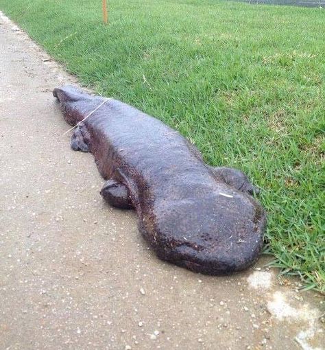 Giant Japanese Salamander! For more: http://www.mildred.co/issue-65/random-shizzle/ Giant Salamander, Mind Unleashed, Moving On In Life, Wildlife Nature, Hippopotamus, Educational Videos, Fun Science, How To Train Your, Amphibians