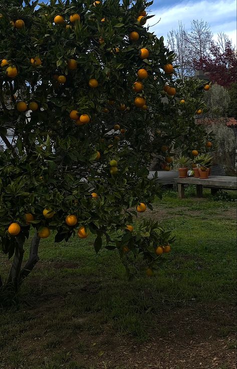 Lemon Garden Aesthetic, Aesthetic Garden Pictures, As Long As The Lemon Trees Grow Aesthetic, Food Garden Aesthetic, Garden Aestethic, Fruit Tree Aesthetic, Fruit Garden Aesthetic, Lemon Tree Aesthetic, Lemon Tree Wallpaper