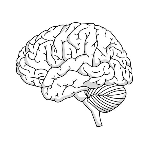 Brain outline illustration | Free Psd #Freepik #freepsd #outline #line-art #minimal-illustration #drawing Brain Outline, Brain Drawing, About Brain, Brain Images, Outline Illustration, Instagram Music, Outline Drawings, Psd Icon, Drawing Images