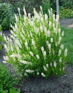 Clethra '16 candles'. Likes Shade, fragrant blooms in mid to late summer, yellow fall foliage. Saw a Clethera the other day and there was an audible hum with all the bees and butterflies on it. Best Shrubs For Shade, Garden Foliage, Shade Loving Shrubs, Hot Mustard, Shade Shrubs, Sixteen Candles, Garden Shrubs, Garden Candles, Flowering Shrubs