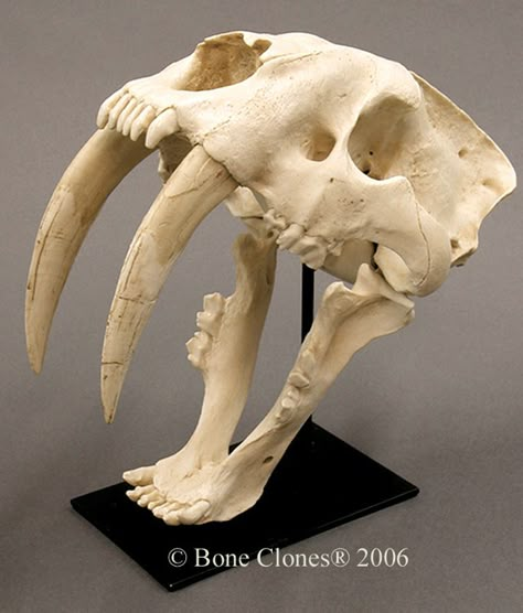 Sabertooth Tiger Skull, Tooth Reference, Smilodon Skull, Skull Study, Sabertooth Tiger, Tiger Skull, Skull Reference, Skull Sculpture, Animal Skeletons