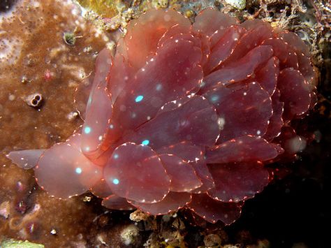 Sparkly nudibranch Cyerce Elegans, Plant Alien, Sea Stuff, Creature Marine, Sea Slugs, Japanese Water, Coral Sea, Water Dragon, Alien Concept