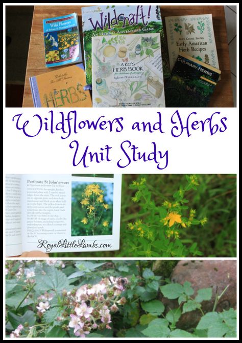 Botany Homeschool, Homeschool Gardening Curriculum, Foraging Unit Study, Garden Unit Study, Waldorf Grade 5 Botany, Wild + Free Homeschool, Homeschool Nature Study, Unit Studies Homeschool, Plants Unit