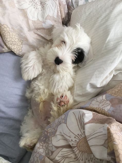 Comfy... Sealyham Terrier Sealyham Terrier Puppies, Glen Of Imaal Terrier, Sealyham Terrier, Short Dog, Tallest Dog, Every Dog Breed, Wire Fox Terrier, Puppy Photos, Dog Rules