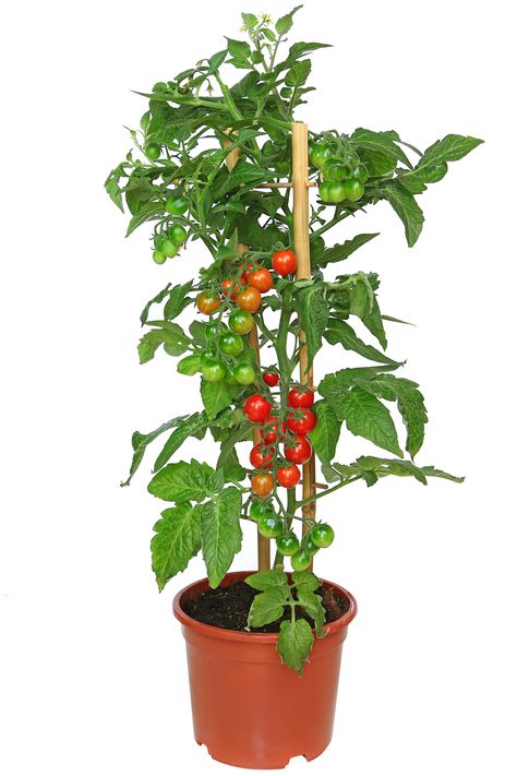 Large Vegetable Garden, Tomato Container Gardening, Tomato Tree, Tanaman Tomat, Growing Cherry Tomatoes, Tomatoes In Pots, Healthy Harvest, Cherry Plant, Cherry Tomato Plant