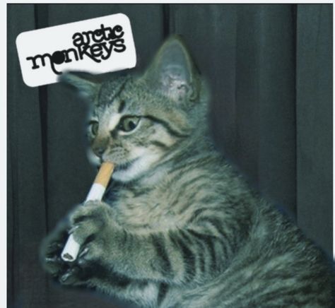 Arctic Monkeys, Monkeys, A Cat