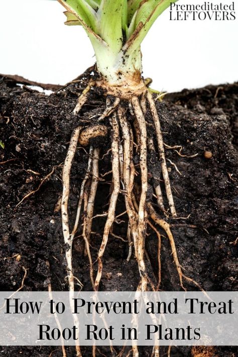 Root rot can take your plants down quickly. Keep your plants thriving with these tips on how to prevent and treat root rot. These tips including planting tips to prevent root rot and how to fix root rot in affected plants. Garden List, Houseplant Collection, Hill Garden, Organic Gardening Pest Control, Garden Problems, Plant Tips, Houseplant Care, Planting Tips, Plant Style