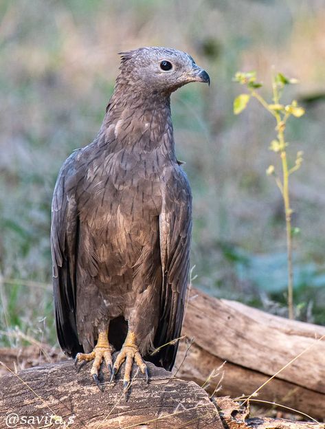 Oriental honey buzzard Honey Buzzard, Buzzard, Beautiful Birds, Honey, Birds, Gems