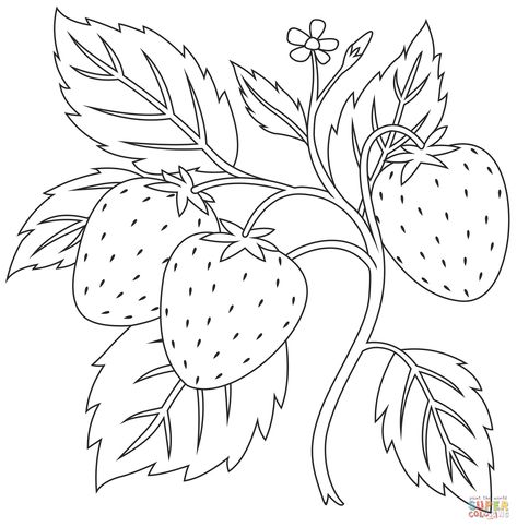 Strawberry Plant Drawing Simple, Free Printable Drawings To Paint, Strawberry Coloring Pages Free Printable, Strawberry Plant Drawing, Strawberry Line Art, Strawberry Drawings, Strawberry Coloring Pages, Plant Coloring Pages, Strawberry Painting