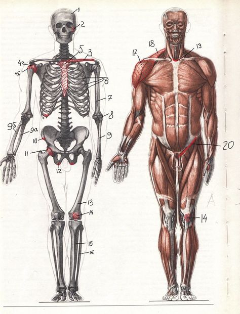 Skeleton Drawing Reference Human Anatomy, Skeleton And Muscles Anatomy, Skeleton With Muscles, Skeleton Anatomy Reference, Anatomy Drawing Skeleton, Anatomy Reference Muscle, Anatomy Drawing Muscle, Human Body Anatomy Drawing, Muscle Anatomy Reference