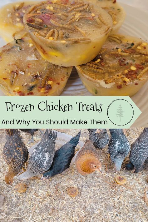 Chicken Treat Recipes, Chicken Treat Ideas, Chicken Treats Diy, Chicken Ice Cube Treats, Oreo Chickens, Diy Chicken Treats, Frozen Chicken Treats, Frozen Chicken Treats Diy, Chicken Popsicles