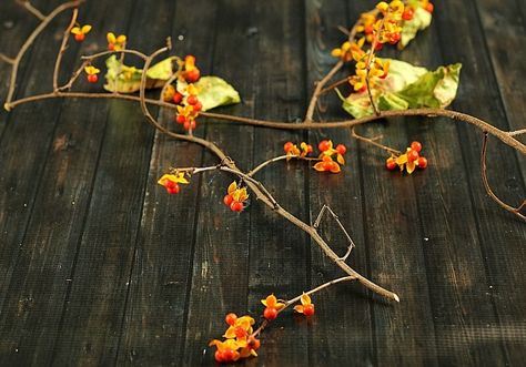 Bittersweet Vine Decor, Bittersweet Plant, Bittersweet Wreath, Decorating With Nature, How To Make Bitters, Bittersweet Vine, Vine Wreath, Dried Oranges, Fall Color