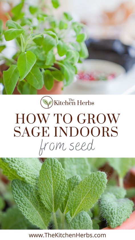 How To Grow Sage Indoors, Growing Sage From Seed, Growing Sage Indoors, Basil Plant Indoors, Growing Herbs Inside, Growing Sage, Sage Herb, Growing Herbs Indoors, Growing Vegetables In Pots