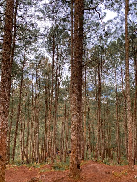 #photography #nature #philippines #travel Sagada Philippines, Nature Philippines, Sagada, Philippines Travel, Pine Trees, Photography Nature, Philippines, Trees, Photography