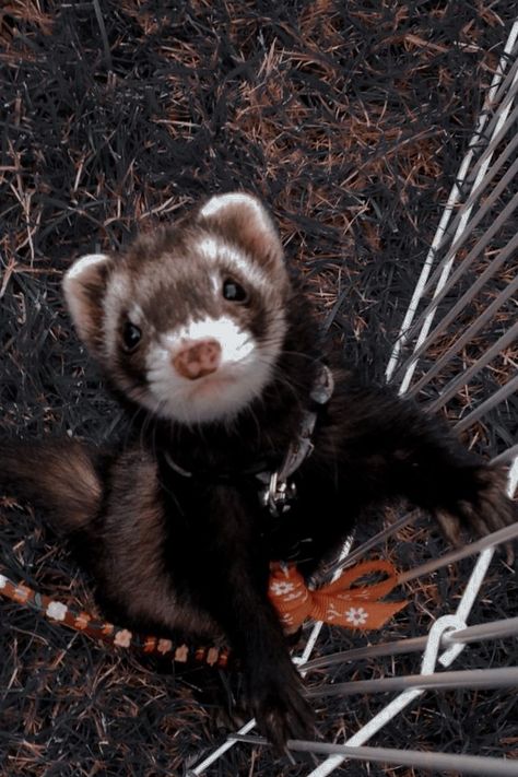 Black And White Ferret, Black Ferret Aesthetic, Black Ferret, White Ferret, A Ferret, Pet Ferret, Cute Ferrets, Silly Animals, Crazy Dog