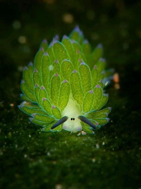 Sea Sheep, Cool Sea Creatures, Weird Sea Creatures, Sea Creatures Art, Deep Sea Creatures, Sea Snail, Beautiful Sea Creatures, Sea Slug, Interesting Animals