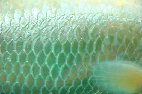 https://flic.kr/p/EQ1eq | Albino Fish Scales Blue Sunday, Tokyo Mew Mew, Mermaid Aesthetic, Mew Mew, Fish Scales, Color Textures, Green Aesthetic, A Mermaid, Sirens