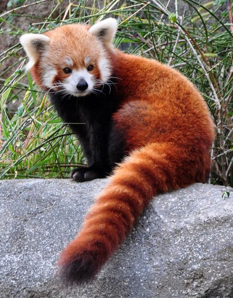 Red Panda Reference, Red Panda Fursona, Red Panda Pictures, Red Panda Photography, Panda Reference, Red Pandas Cute, Baby Red Panda, Asian Animals, Red Panda Cute