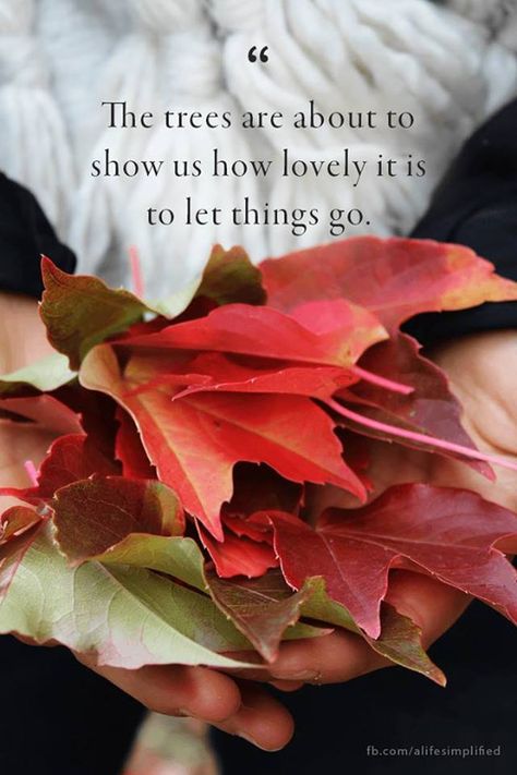 Fall--"The trees are about to show us how lovely it is to let things go." Soul Nourishment, Gratitude Activities, Healthy Motivation, Autumn Quotes, Autumn Harvest, Christian Parenting, Autumn Beauty, Favorite Season, Autumn Colors