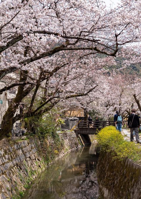 Cherry blossoms along the Philosopher’s Path, Kyoto [OC] The post Cherry blossoms along the Philosopher’s Path, Kyoto [OC] appeared first on Alo Japan. Philosophers Path Kyoto, Kyoto Landscape, Kyoto Cherry Blossom, Japanese Countryside, Water Landscape, Wakayama, Dream Places, Japan Photo, Cherry Blossoms