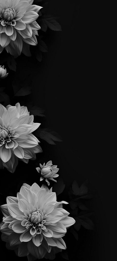 Black And White Flowers Aesthetic, Bvb Wallpaper, White Flower Wallpaper, Black Flowers Wallpaper, Flowers Black Background, Dark Background Wallpaper, Phone Wallpaper Boho, Vintage Flowers Wallpaper, Gothic Wallpaper