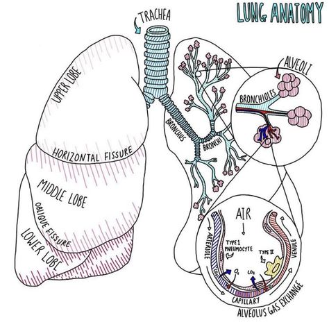 Lungs Notes Anatomy, Lung Anatomy Notes, Vet Anatomy Notes, Lungs Notes, The Lungs Anatomy, Histology Notes, Larynx Anatomy, Lungs Anatomy, Anatomy Notes