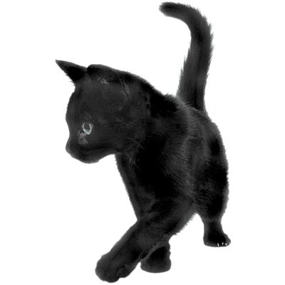 Black Cat Silhouette, Piskel Art, Png Aesthetic, Brown Cat, A Black Cat, Free Cats, Png Icons, Cat Silhouette, Ios Icon