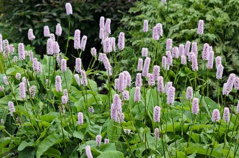 Persicaria bistorta 'Superba' (Bistort) Persicaria Bistorta, Perennial Borders, Bog Plants, Bog Garden, Rabbit Garden, Lilac Blossom, Shade Perennials, How To Attract Birds, Blue Garden