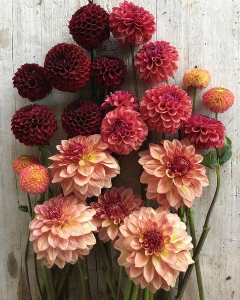 I Am An Autumn, Dahlia Colors, Dahlia Flower Garden, Autumnal Palette, Wedding October, Drought Tolerant Garden, Celestial Wedding, Cut Flower Garden, Raspberry Red