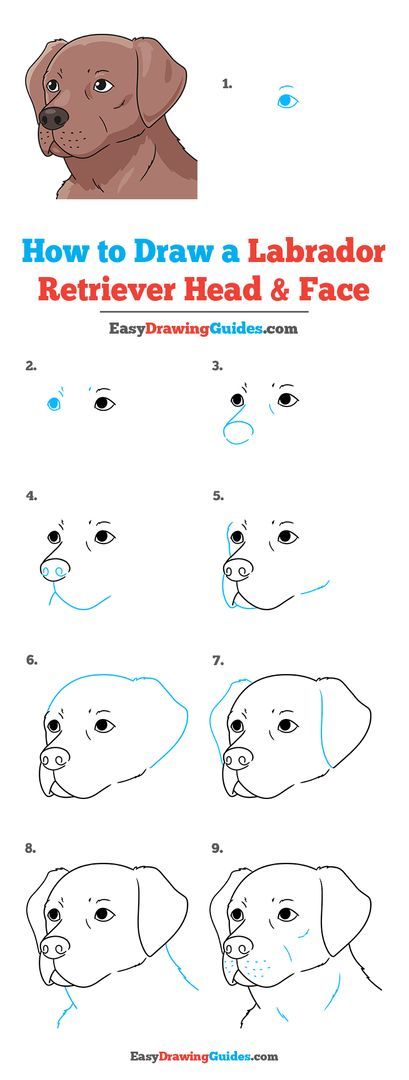 Cute Dog Drawing Labrador, Easy Labrador Drawing, How To Draw Labrador, How To Draw A Labrador Step By Step, Labrador Painting Easy, How To Draw A Dog Easy Step By Step, Labrador Drawing Cartoon, Labrador Drawing Simple, Head And Face Drawing