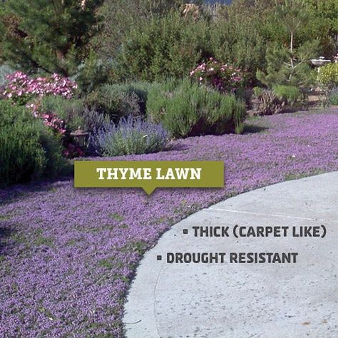 Thyme Lawn, High Country Gardens, Lawn Alternatives, Herb Gardens, English Gardens, Drought Resistant, Lawn Maintenance, Ground Cover Plants, Have Inspiration