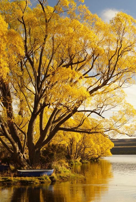 Relaxing at Lake Alexandrina Lanscape Photoshoot Nature Aesthetic, Lanscape Photoshoot Aesthetic, Plains Landscape, Travel Photoshoot, Reference Photos For Artists, Photoshoot Aesthetic, Magical Tree, Yellow Tree, Colorful Trees