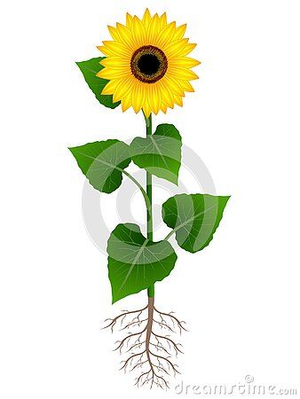 flower-sunflower-roots-white-background-beautiful-illustration Sunflower With Roots Tattoo, Roots Drawing, Roots Tattoo, Flower Sunflower, Background Beautiful, Beautiful Illustration, Botanical Painting, Flower Drawing, Art References