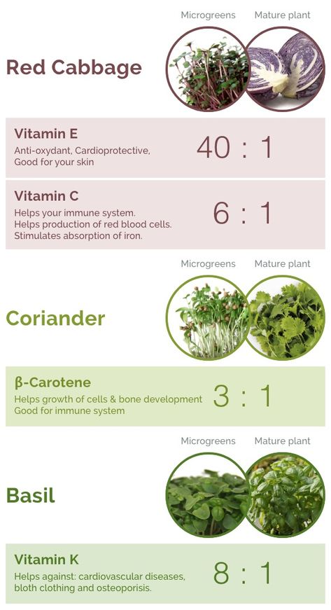 Everything you want to know about microgreens! - INSTAGREEN Micro Sprouts, Microgreens Garden, Microgreens Recipe, Aqua Garden, Micro Greens, Nutrition Chart, Growing Microgreens, Vertical Farming, Urban Farm