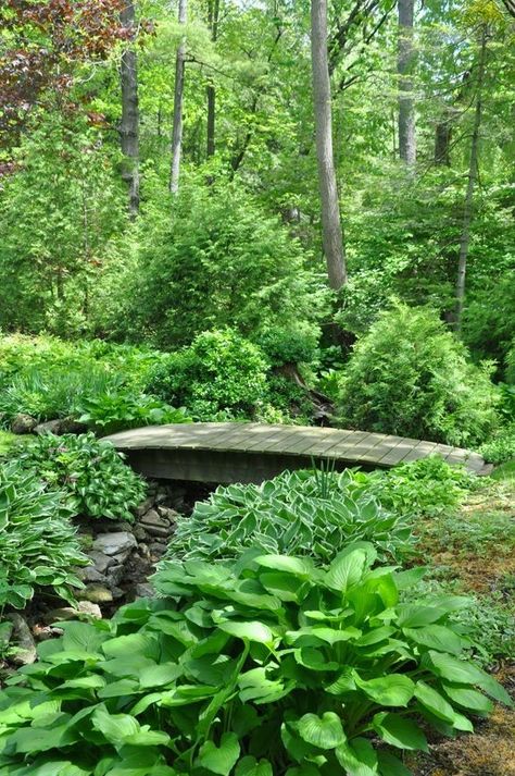 RidgelawnPlace Bog Garden, Fountains Backyard, Natural Pond, Backyard Water Feature, Japanese Garden Design, Asian Garden, Forest Garden, Woodland Garden, Landscaping With Rocks