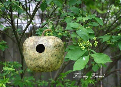 Apple Gourd Birdhouse, Apple Gourd, Rock River, Gourds Birdhouse, Small Farm, Backyard Fun, Backyards, Birdhouse, Outdoor Fun